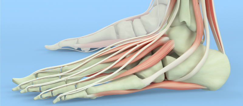 pTornLigament